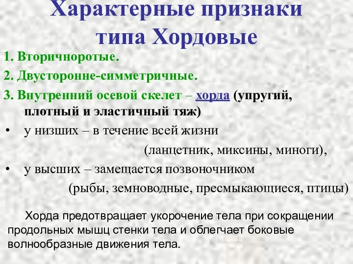 Характерные признаки типа Хордовые 1. Вторичноротые. 2. Двусторонне-симметричные. 3. Внутренний