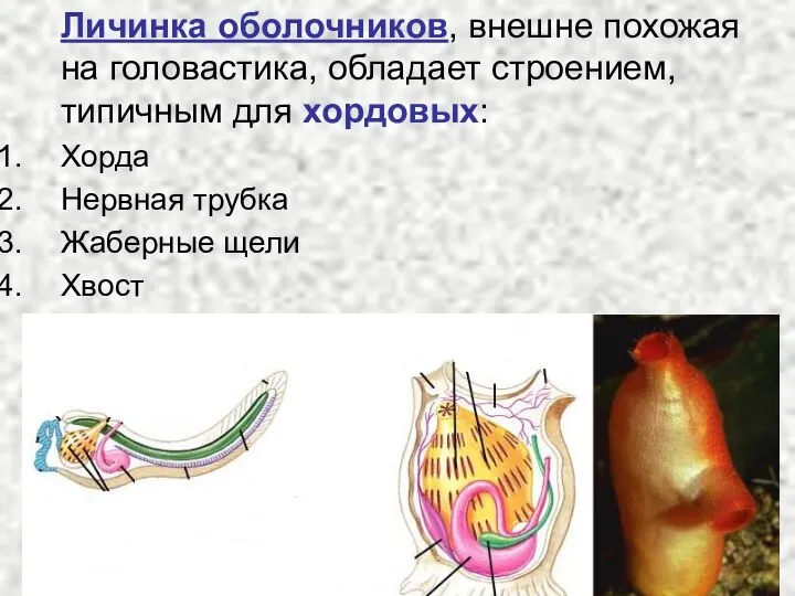 Личинка оболочников, внешне похожая на головастика, обладает строением, типичным для