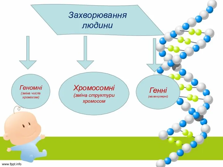Захворювання людини Геномні (зміна числа хромосом) Хромосомні (зміна структури хромосом Генні (молекулярні)