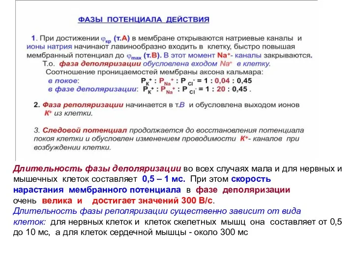 Длительность фазы деполяризации во всех случаях мала и для нервных