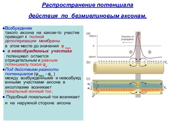 Распространение потенциала действия по безмиелиновым аксонам. Возбуждение такого аксона на