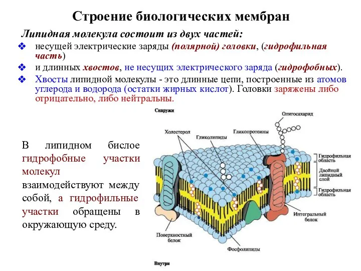 Строение биологических мембран Липидная молекула состоит из двух частей: несущей