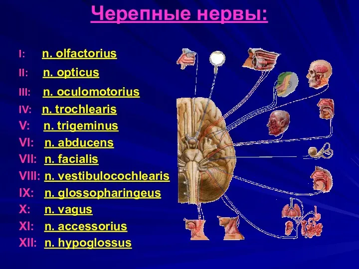 Черепные нервы: I: n. olfactorius II: n. opticus III: n. oculomotorius IV: n.