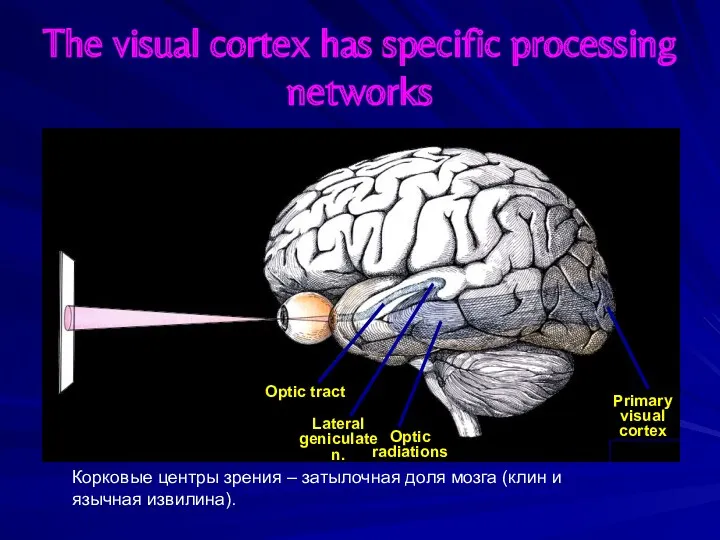 The visual cortex has specific processing networks Корковые центры зрения – затылочная доля