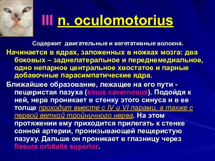 III n. oculomotorius Содержит двигательные и вегетативные волокна. Начинается в ядрах, заложенных в