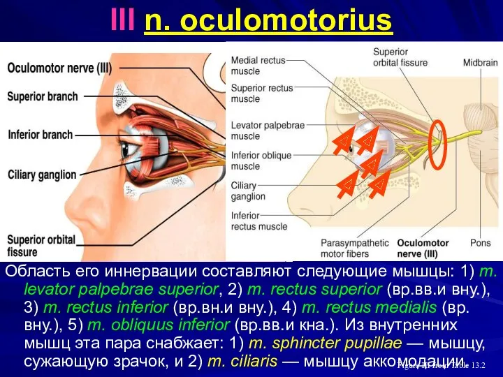 III n. oculomotorius Область его иннервации составляют следующие мышцы: 1) m. levator palpebrae