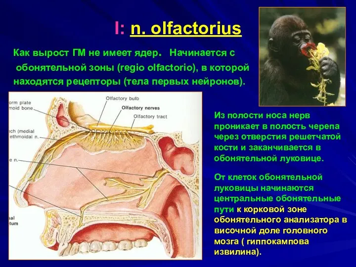 I: n. olfactorius Как вырост ГМ не имеет ядер. Начинается с обонятельной зоны