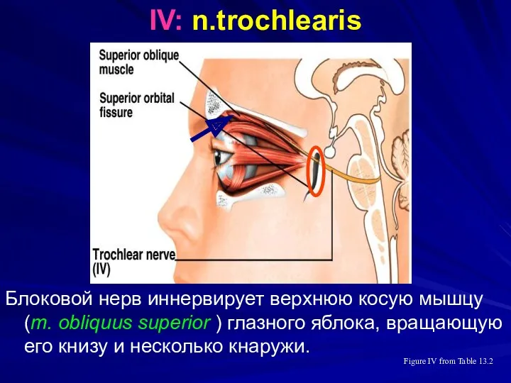 IV: n.trochlearis Блоковой нерв иннервирует верхнюю косую мышцу (m. obliquus superior ) глазного