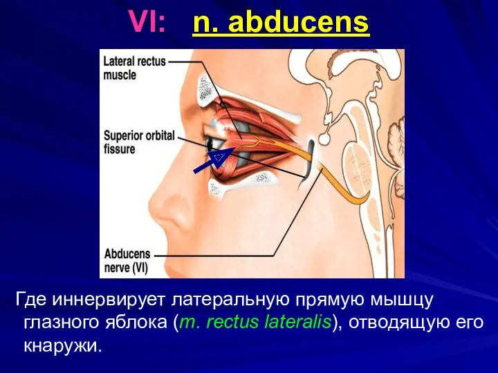 VI: n. abducens Где иннервирует латеральную прямую мышцу глазного яблока (m. rectus lateralis), отводящую его кнаружи.