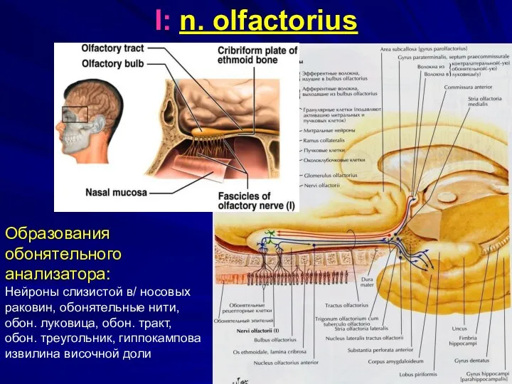 I: n. olfactorius Образования обонятельного анализатора: Нейроны слизистой в/ носовых