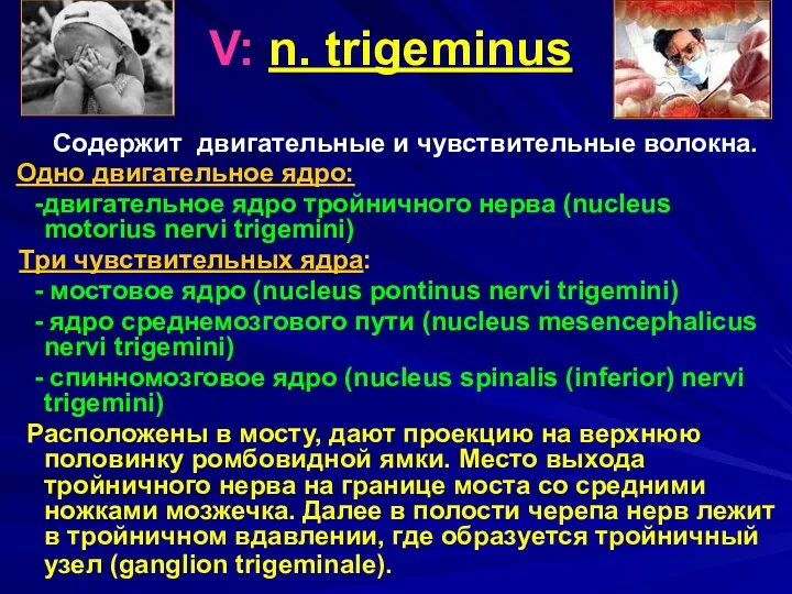 V: n. trigeminus Содержит двигательные и чувствительные волокна. Одно двигательное ядро: -двигательное ядро