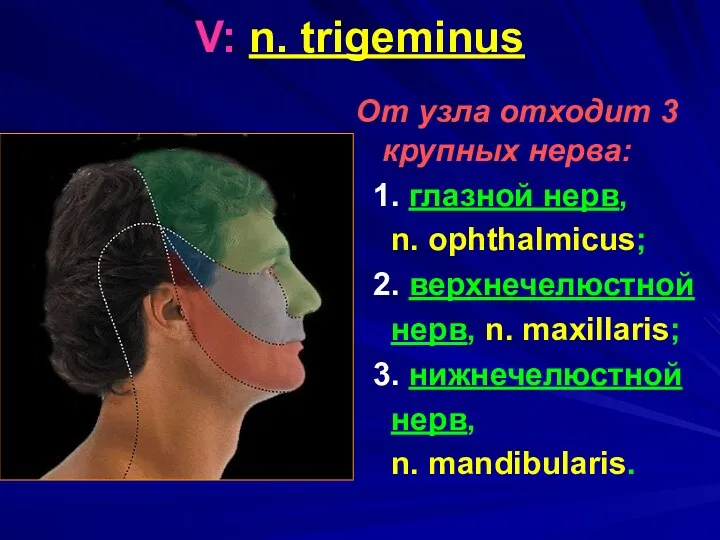 V: n. trigeminus От узла отходит 3 крупных нерва: 1. глазной нерв, n.