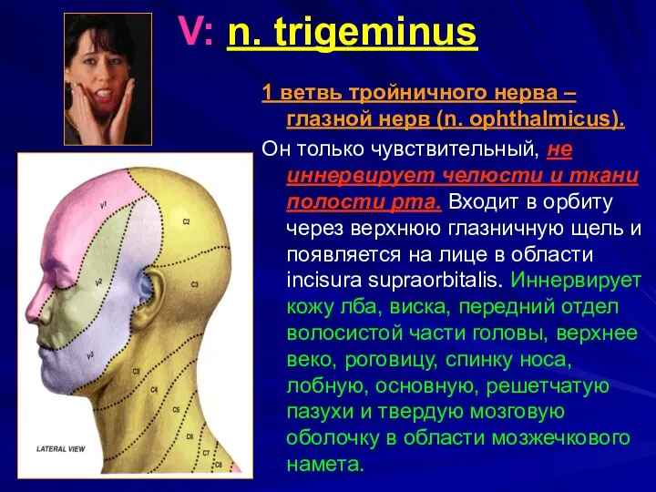 V: n. trigeminus 1 ветвь тройничного нерва – глазной нерв (n. ophthalmicus). Он