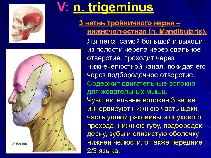 V: n. trigeminus 3 ветвь тройничного нерва – нижнечелюстная (n. Mandibularis). Является самой