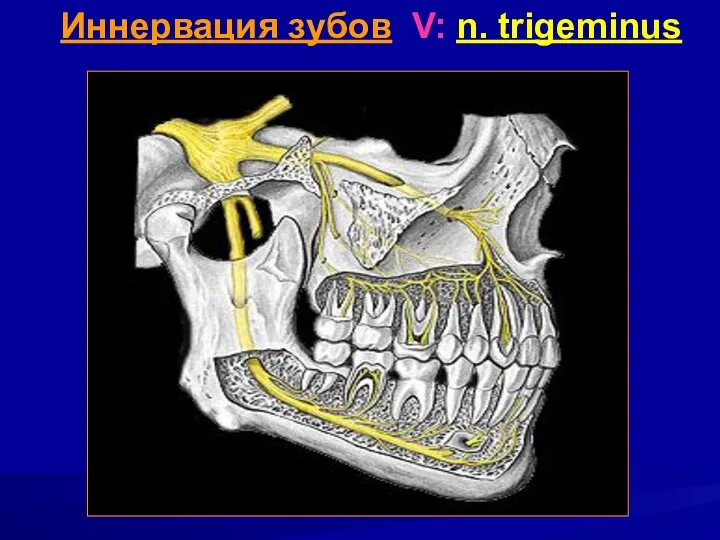 Иннервация зубов V: n. trigeminus