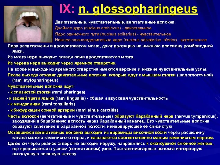 IX: n. glossopharingeus Двигательные, чувствительные, вегетативные волокна. Двойное ядро (nucleus ambicvus) - двигательное