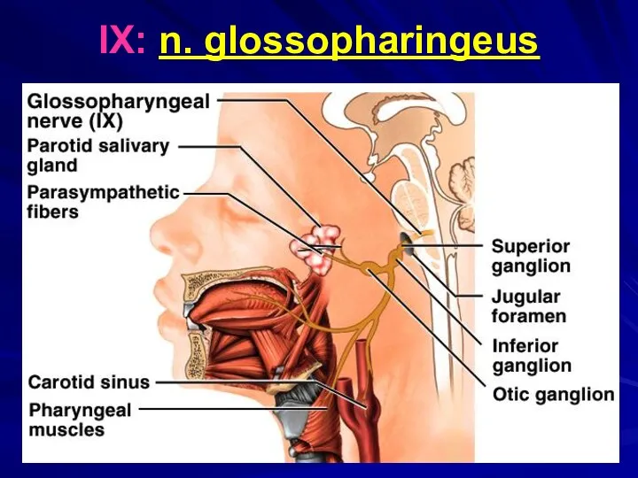 IX: n. glossopharingeus Figure IX from Table 13.2