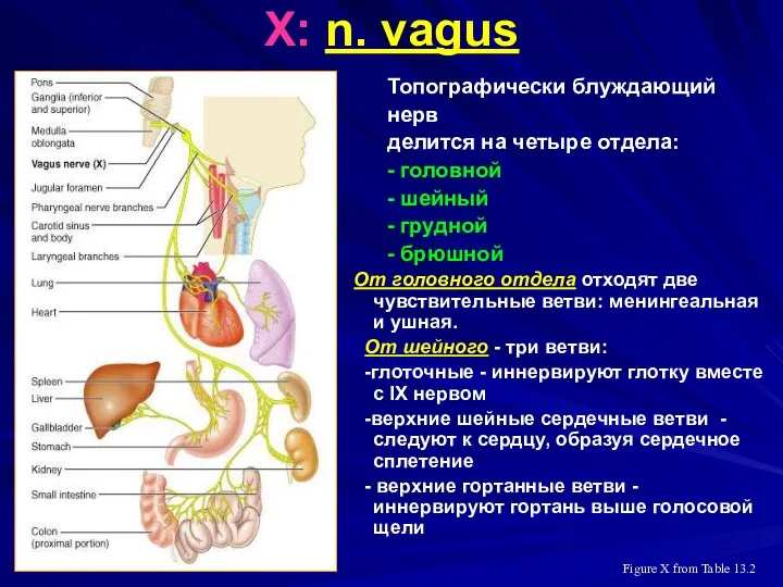 X: n. vagus Топографически блуждающий нерв делится на четыре отдела: