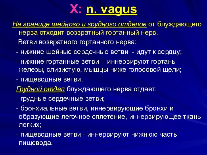 X: n. vagus На границе шейного и грудного отделов от