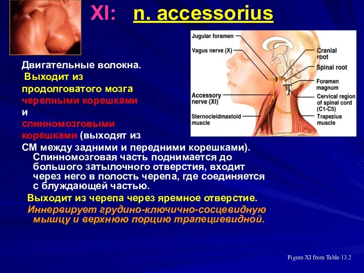XI: n. accessorius Двигательные волокна. Выходит из продолговатого мозга черепными корешками и спинномозговыми