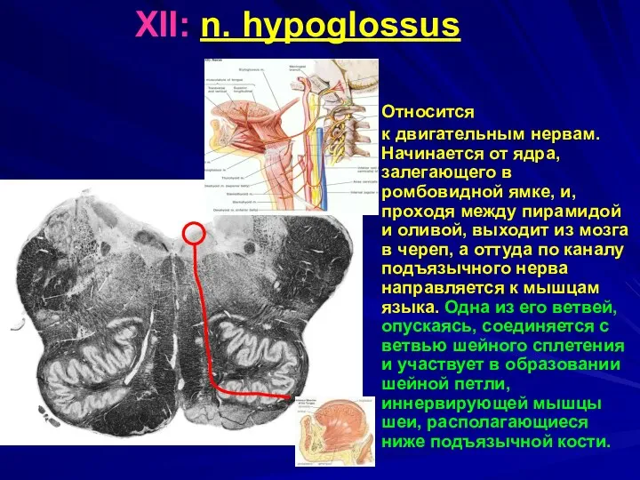 XII: n. hypoglossus Относится к двигательным нервам. Начинается от ядра,
