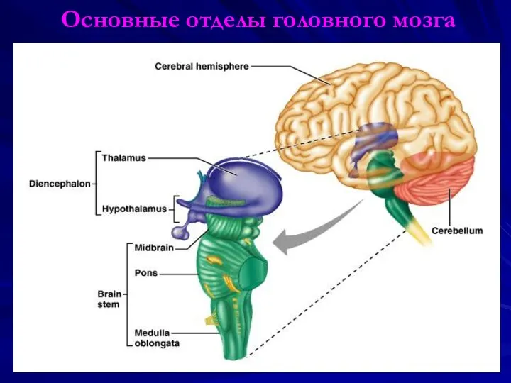 Основные отделы головного мозга