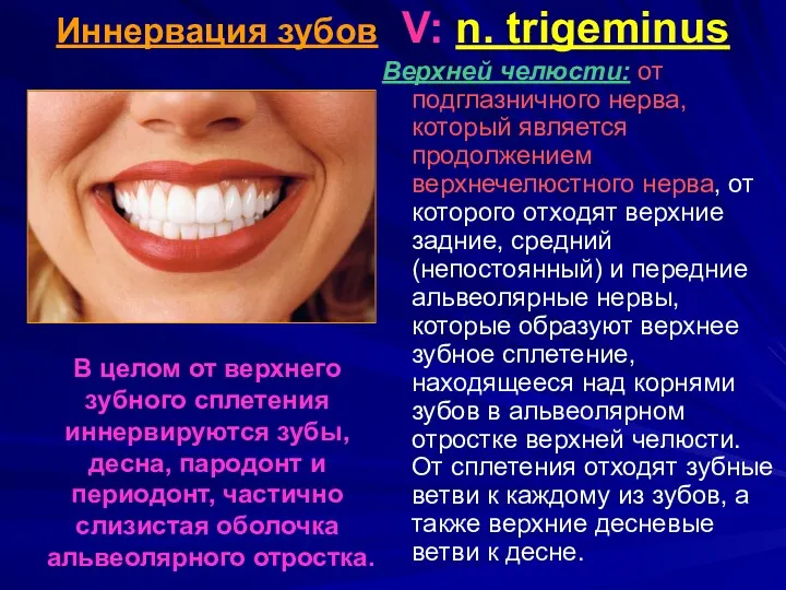 Иннервация зубов V: n. trigeminus Верхней челюсти: от подглазничного нерва,