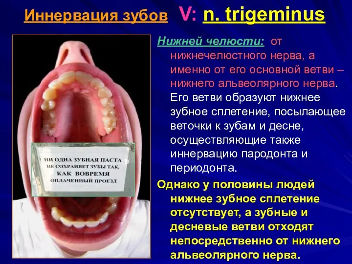 Иннервация зубов V: n. trigeminus Нижней челюсти: от нижнечелюстного нерва,
