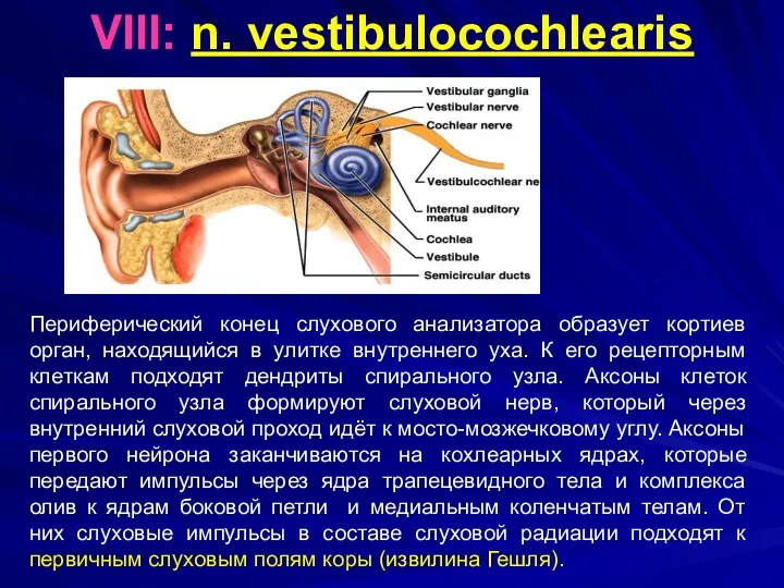 VIII: n. vestibulocochlearis Периферический конец слухового анализатора образует кортиев орган, находящийся в улитке