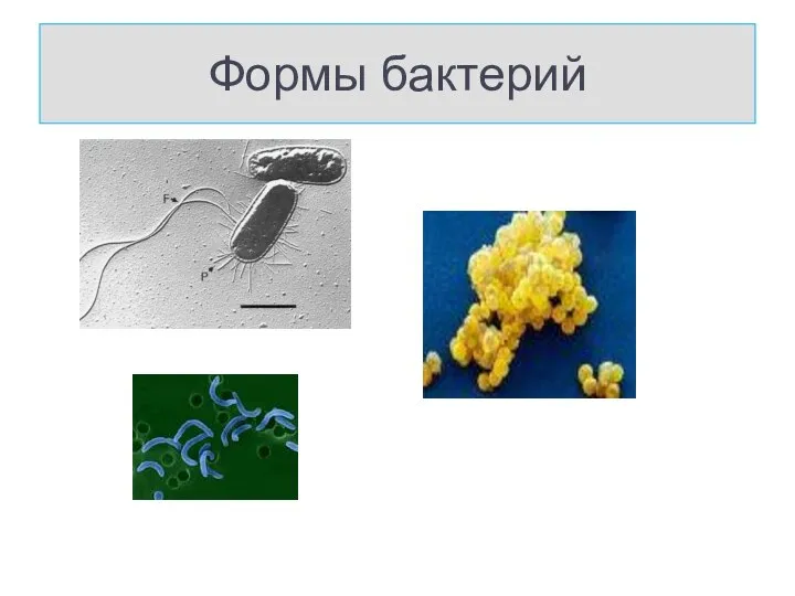 Формы бактерий