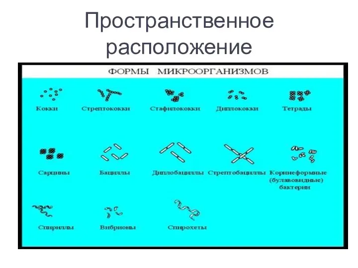 Пространственное расположение