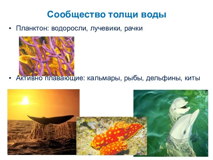 Сообщество толщи воды Планктон: водоросли, лучевики, рачки Активно плавающие: кальмары, рыбы, дельфины, киты