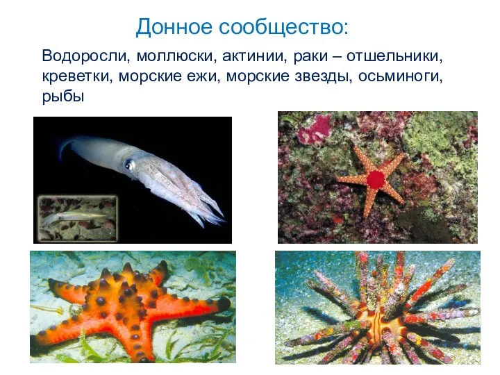 Донное сообщество: Водоросли, моллюски, актинии, раки – отшельники, креветки, морские ежи, морские звезды, осьминоги, рыбы