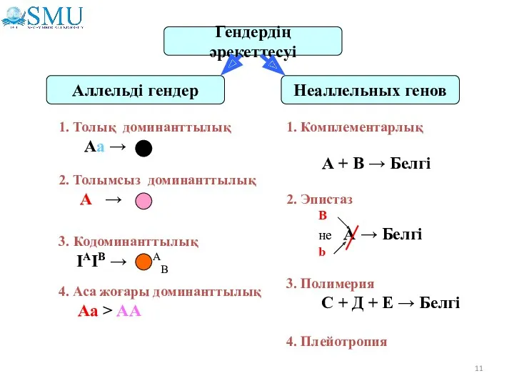 Гендердің әрекеттесуі Аллельді гендер Неаллельных генов 1. Толық доминанттылық Аа