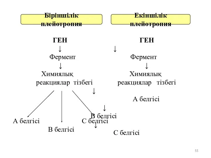 Біріншілік плейотропия Екіншілік плейотропия ГЕН ГЕН ↓ ↓ Фермент Фермент