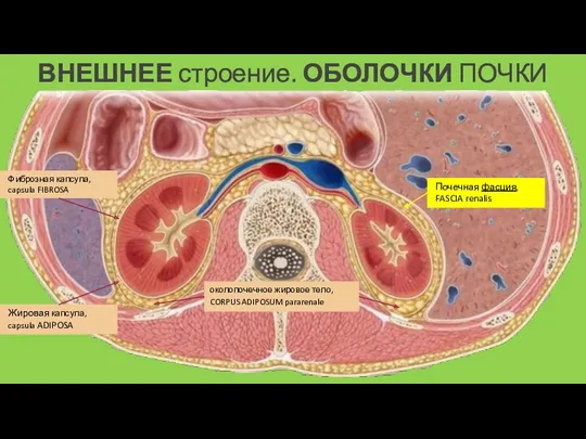 ВНЕШНЕЕ строение. ОБОЛОЧКИ ПОЧКИ Фиброзная капсула, capsula FIBROSA Жировая капсула,