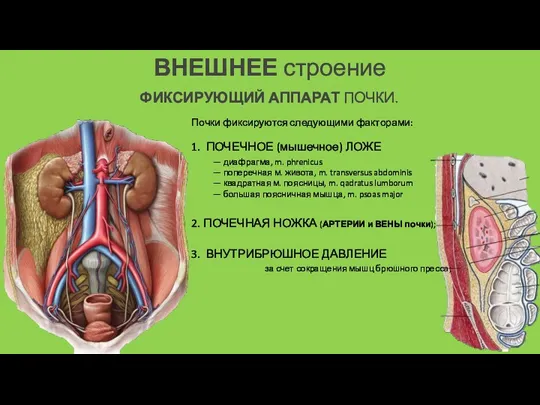 ВНЕШНЕЕ строение ФИКСИРУЮЩИЙ АППАРАТ ПОЧКИ. Почки фиксируются следующими факторами: 1.