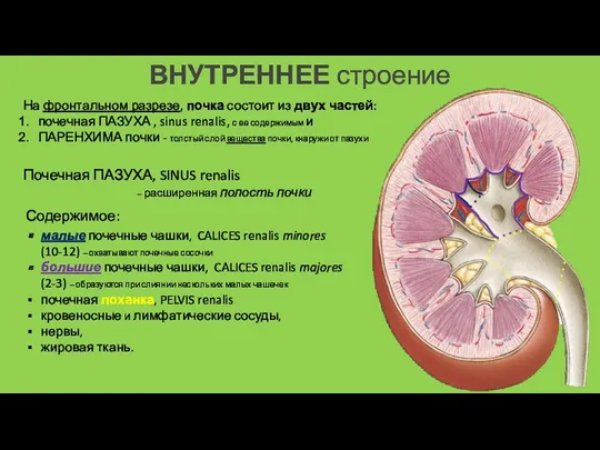 ВНУТРЕННЕЕ строение Почечная ПАЗУХА, SINUS renalis – расширенная полость почки