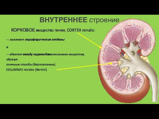 ВНУТРЕННЕЕ строение КОРКОВОЕ вещество почки, CORTEX renalis: — занимает периферические