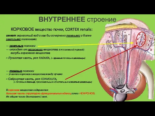 — светлые полоски — отходят от мозгового вещества (от оснований