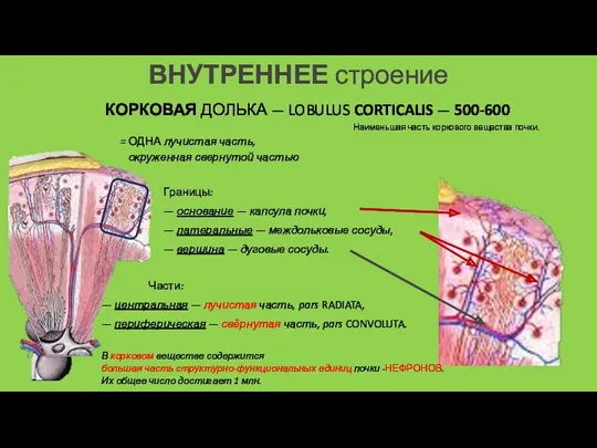 ВНУТРЕННЕЕ строение КОРКОВАЯ ДОЛЬКА — LOBULUS CORTICALIS — 500-600 Наименьшая