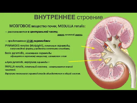 ВНУТРЕННЕЕ строение МОЗГОВОЕ вещество почки, MEDULLA renalis: — располагается в