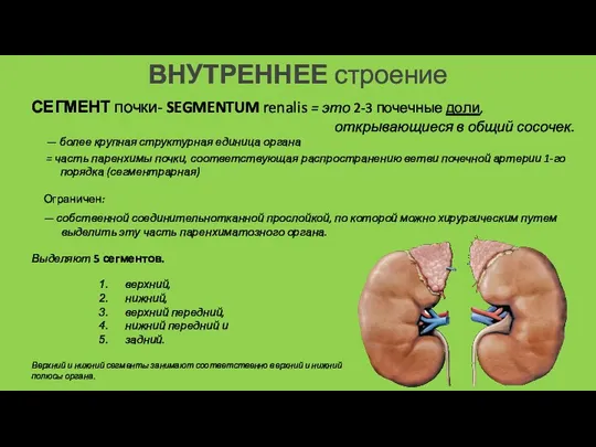 СЕГМЕНТ почки- SEGMENTUM renalis = это 2-3 почечные доли, открывающиеся