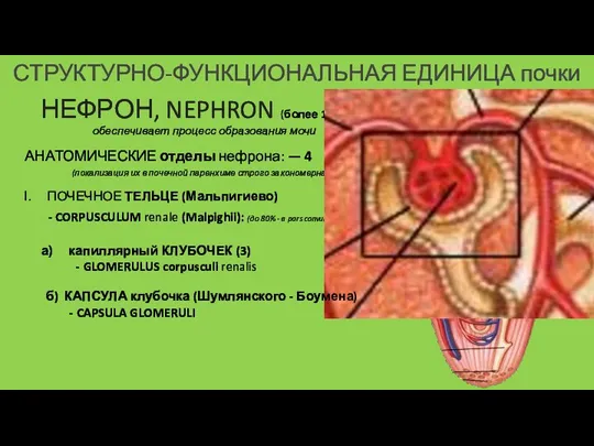 СТРУКТУРНО-ФУНКЦИОНАЛЬНАЯ ЕДИНИЦА почки НЕФРОН, NEPHRON (более 1 млн) обеспечивает процесс