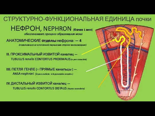 СТРУКТУРНО-ФУНКЦИОНАЛЬНАЯ ЕДИНИЦА почки НЕФРОН, NEPHRON (более 1 млн) обеспечивает процесс