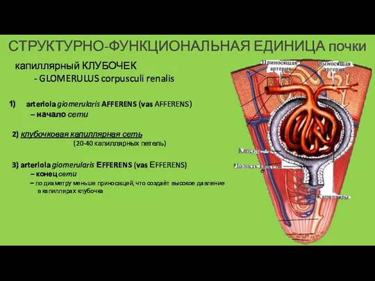 СТРУКТУРНО-ФУНКЦИОНАЛЬНАЯ ЕДИНИЦА почки капиллярный КЛУБОЧЕК - GLOMERULUS corpusculi renalis arteriola