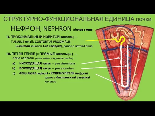 СТРУКТУРНО-ФУНКЦИОНАЛЬНАЯ ЕДИНИЦА почки НЕФРОН, NEPHRON (более 1 млн) II. ПРОКСИМАЛЬНЫЙ