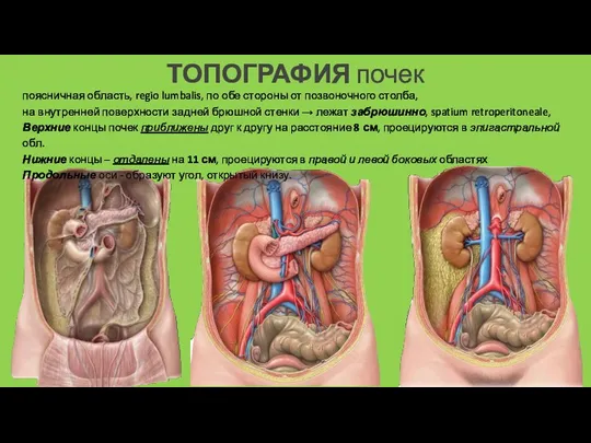 ТОПОГРАФИЯ почек поясничная область, regio lumbalis, по обе стороны от