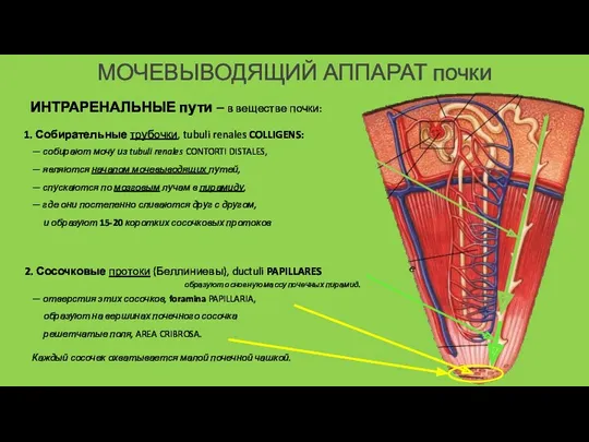 МОЧЕВЫВОДЯЩИЙ АППАРАТ почки 1. Собирательные трубочки, tubuli renales COLLIGENS: —