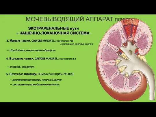 МОЧЕВЫВОДЯЩИЙ АППАРАТ почки 3. Малые чашки, CALYCES MINORES, в количестве